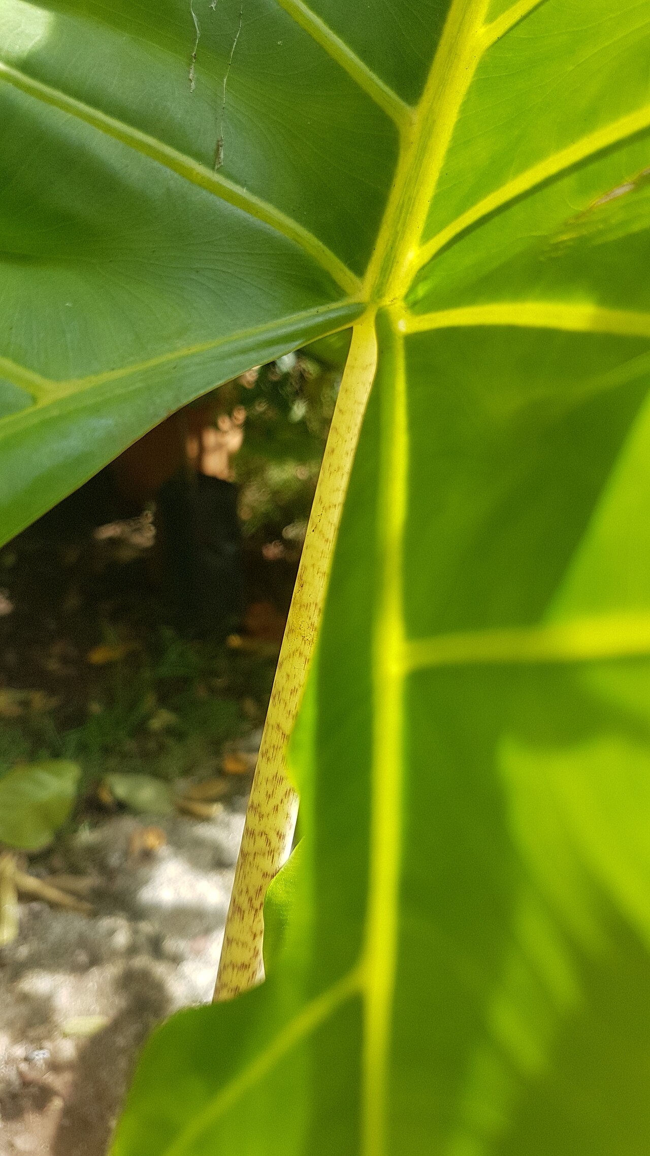 Alocasia portei: Young Alocasia portei in the Philippines