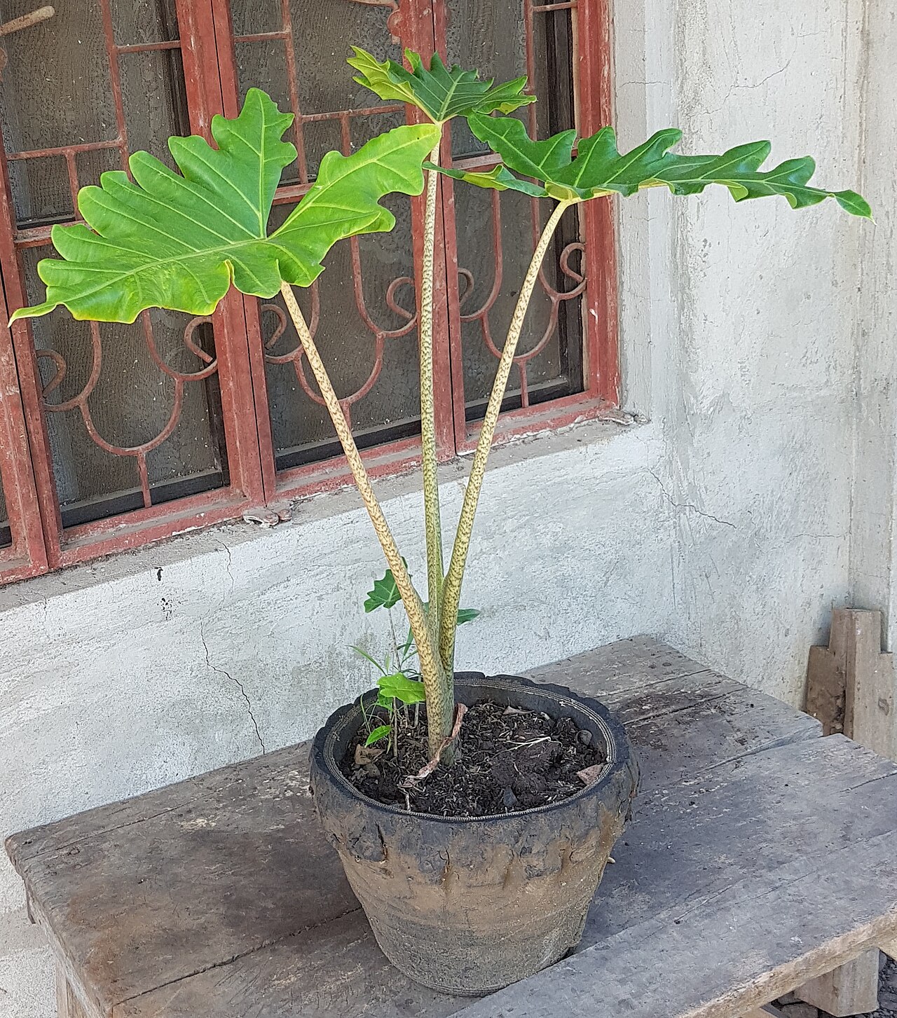 Alocasia portei: Alocasia portei