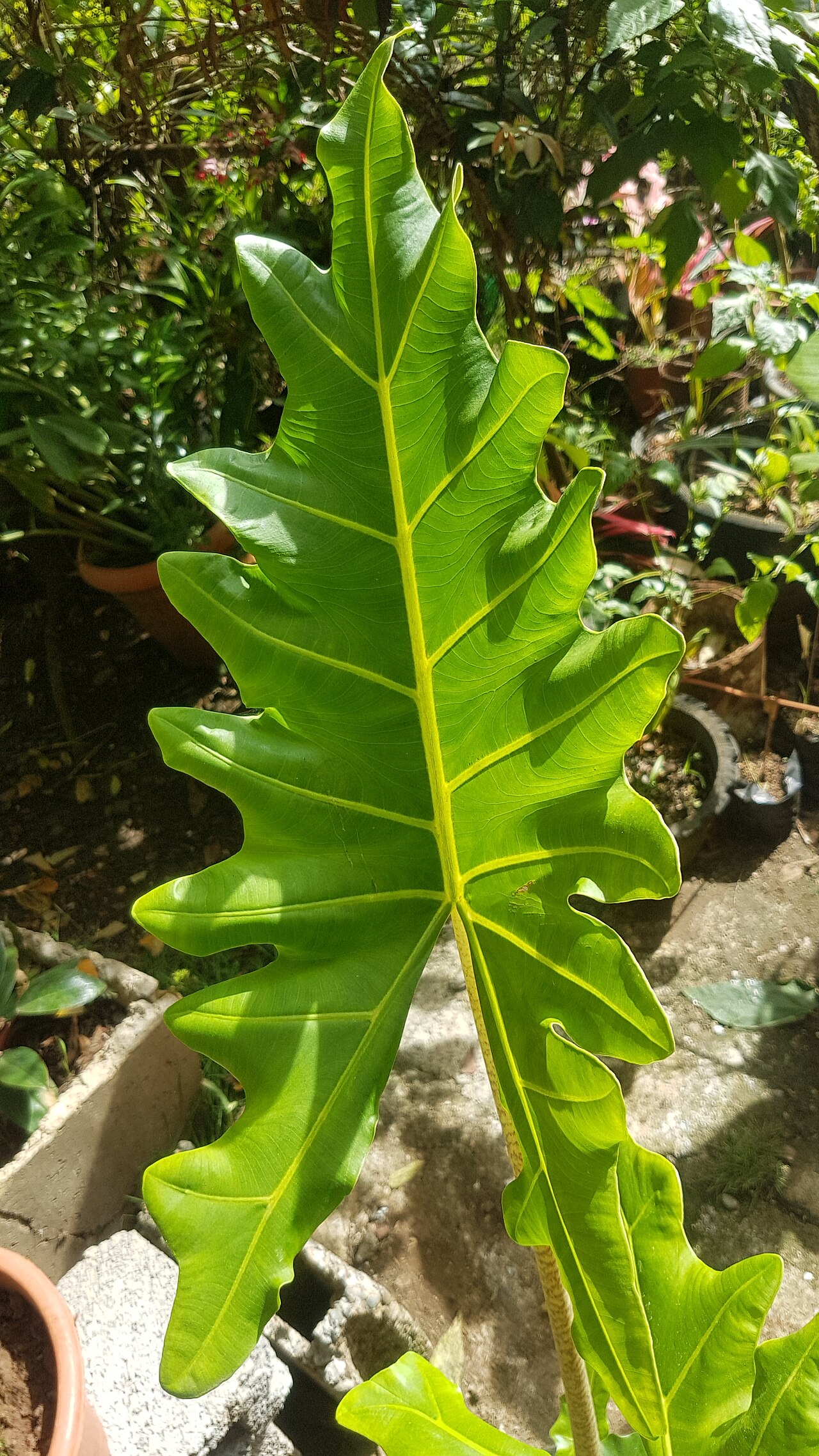 Alocasia portei: Young Alocasia portei in the Philippines