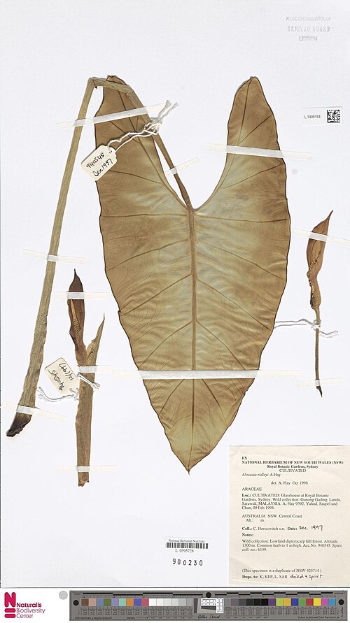 Alocasia ridleyi: (type of) - Alocasia ridleyi A.Hay