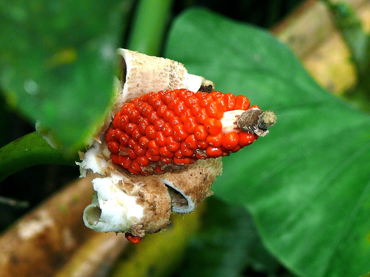 Alocasia sarawakensis: Gunung Mulu NP, Sarawak, MALAYSIA