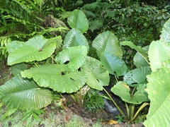 Alocasia sarawakensis (Alocasia sarawakensis)