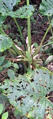 Alocasia sarawakensis (Alocasia sarawakensis)