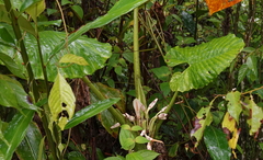 Alocasia sarawakensis (Alocasia sarawakensis)