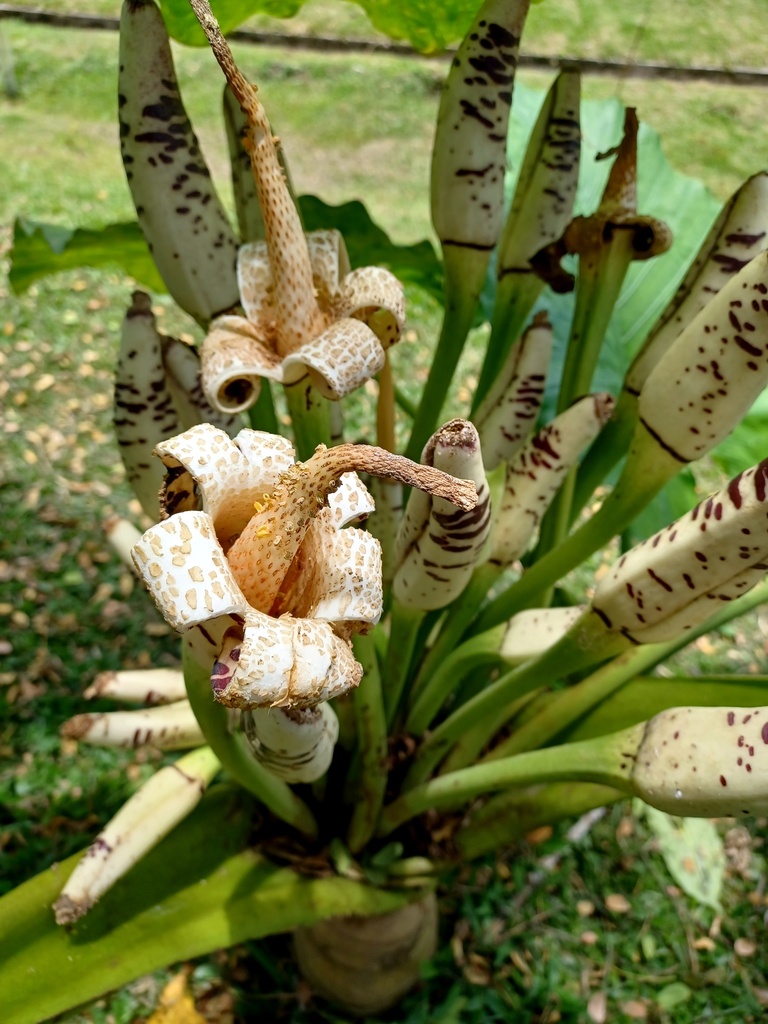 Alocasia sarawakensis (Alocasia sarawakensis)