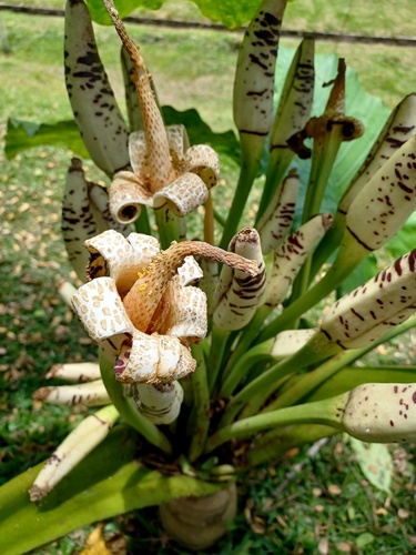 Alocasia sarawakensis (Alocasia sarawakensis)