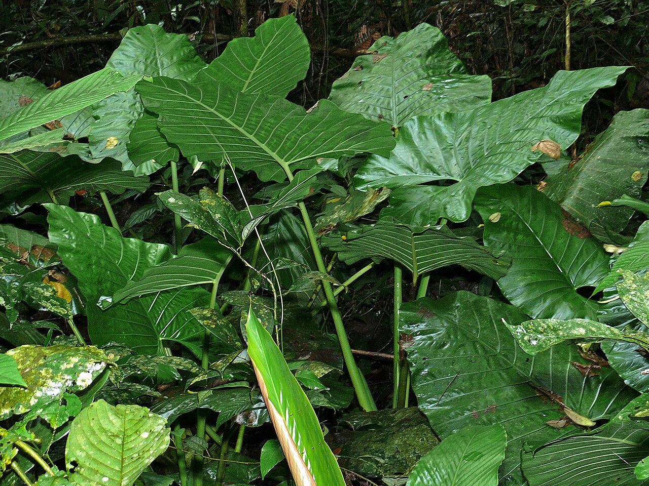 Alocasia sarawakensis: Gunung Mulu NP, Sarawak, MALAYSIA