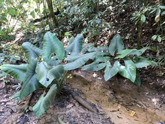 Alocasia scabriuscula (Alocasia scabriuscula)