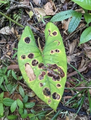 Alocasia scabriuscula (Alocasia scabriuscula)