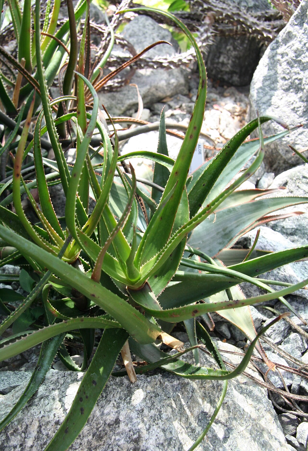 Aloe alfredii: Aloe alfredii in der Sukkulenten-Sammlung Zürich