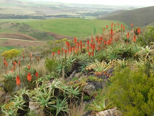 Candelabra aloe
