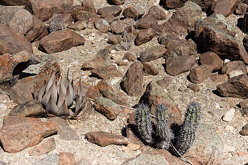 Aloe asperifolia: Aloe asperifolia & Euphorbia virosa-1352