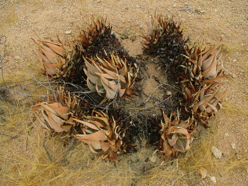 Aloe asperifolia (Aloe asperifolia)