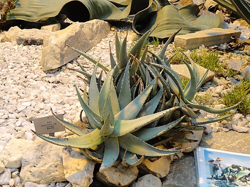Aloe asperifolia: Botanical specimen in the Palmengarten, Frankfurt am Main, Germany.