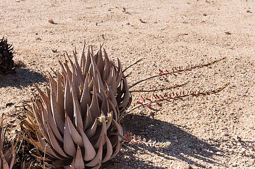 Aloe asperifolia: Aloe asperifolia, Swakopmund, Namibia