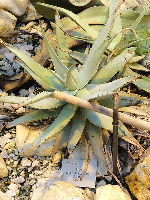 Aloe asperifolia: Botanical specimen in the Palmengarten, Frankfurt am Main, Germany.
