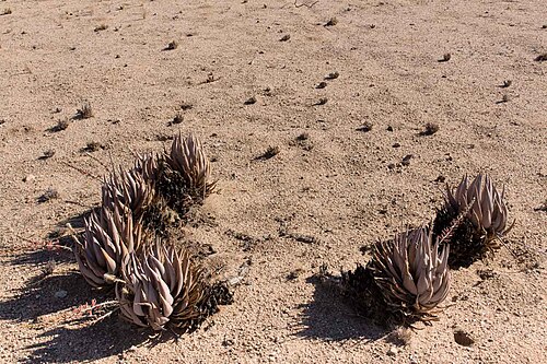 Aloe asperifolia: aloe asperifolia-1268