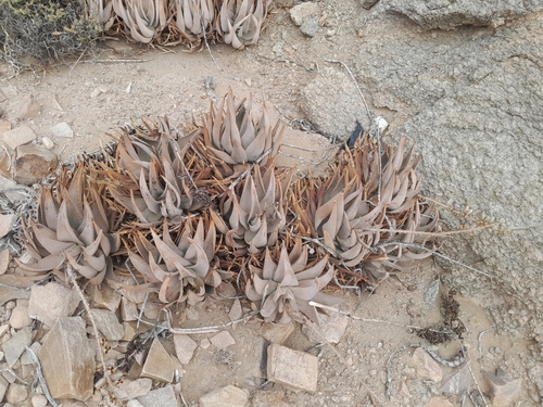 Aloe asperifolia (Aloe asperifolia)