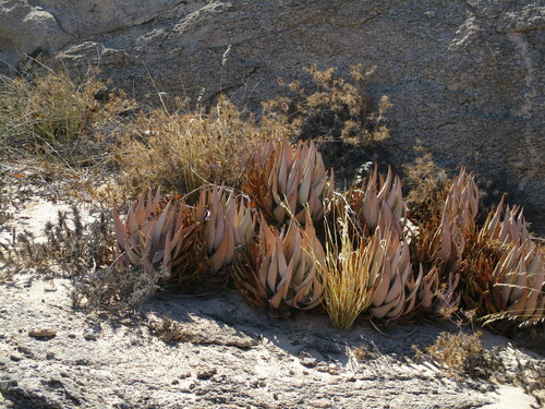 Aloe asperifolia (Aloe asperifolia)