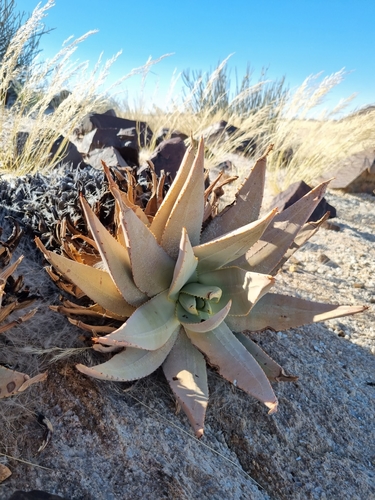 Aloe asperifolia (Aloe asperifolia)