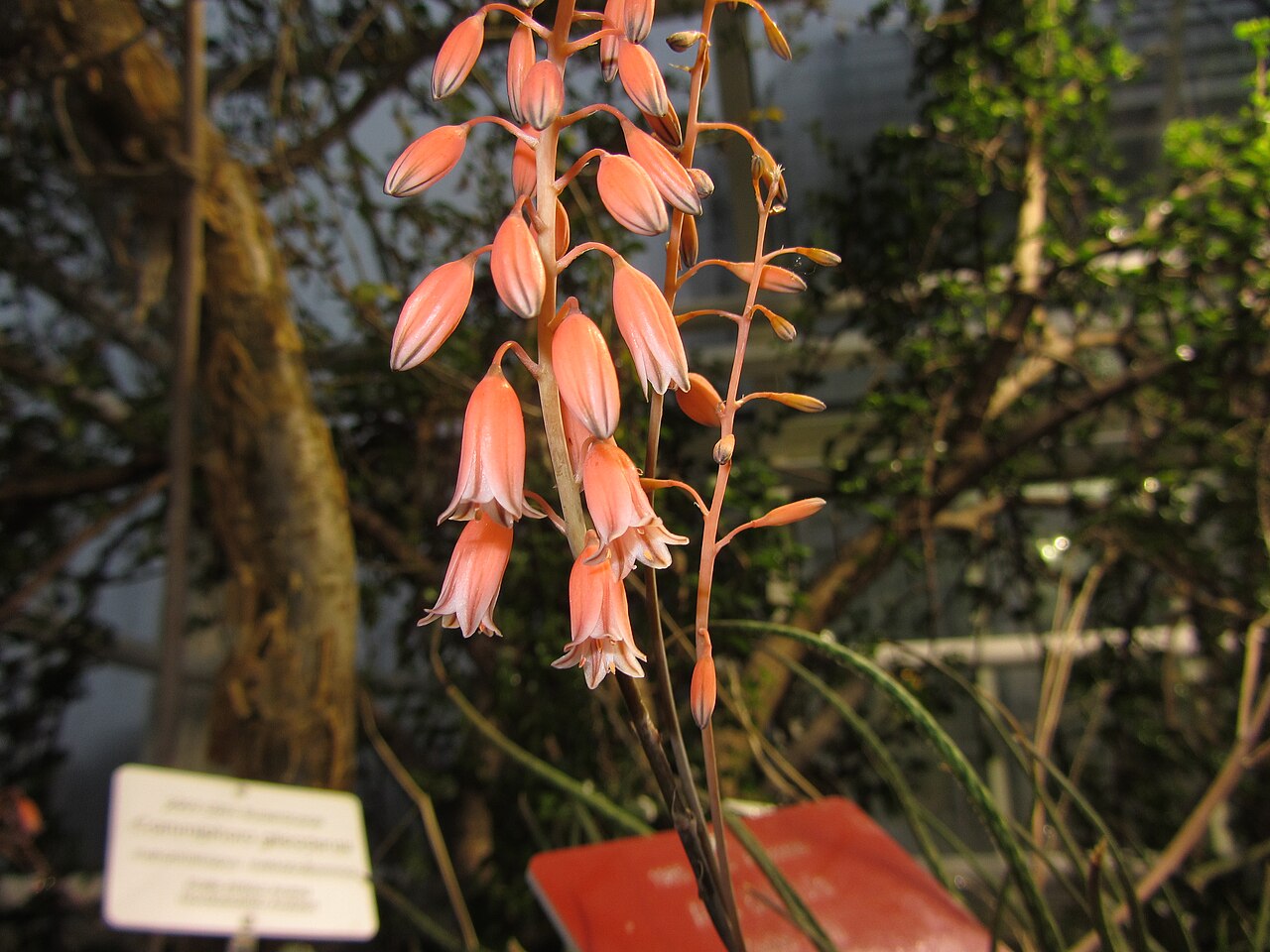 Aloe bellatula: Aloe bellatula in the Glasshouses of Kaisaniemi Botanical Garden in Helsinki, Finland