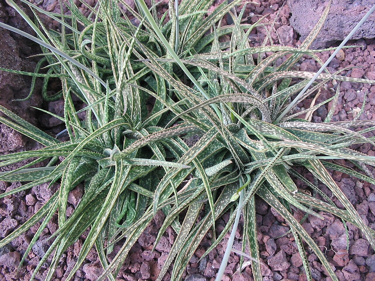 Aloe bellatula: Aloe bellatula