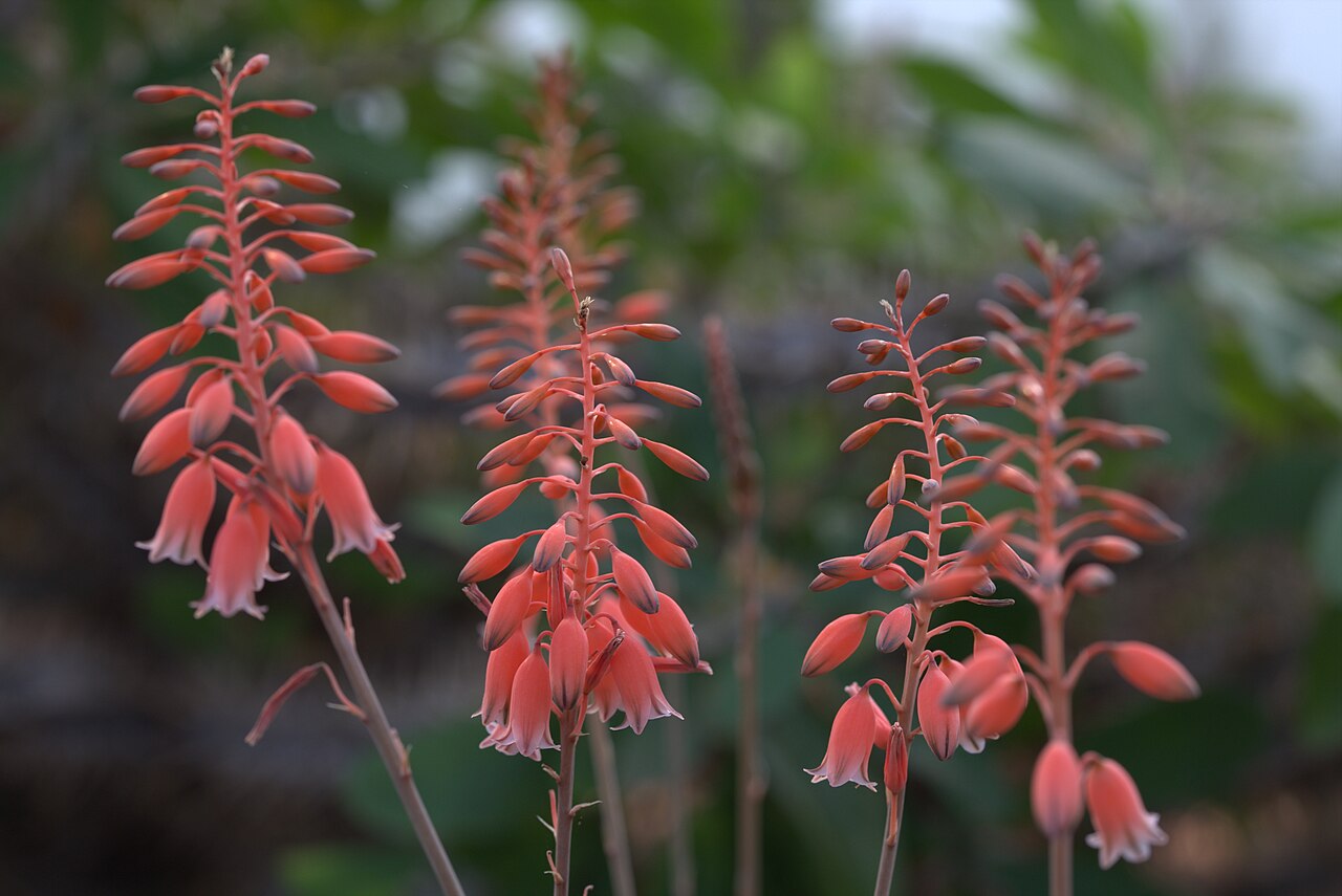 Aloe bellatula: Aloe bellatula in Gothenburg botanical garden. Plant id: 1966-3881 u G -- Frankfurt