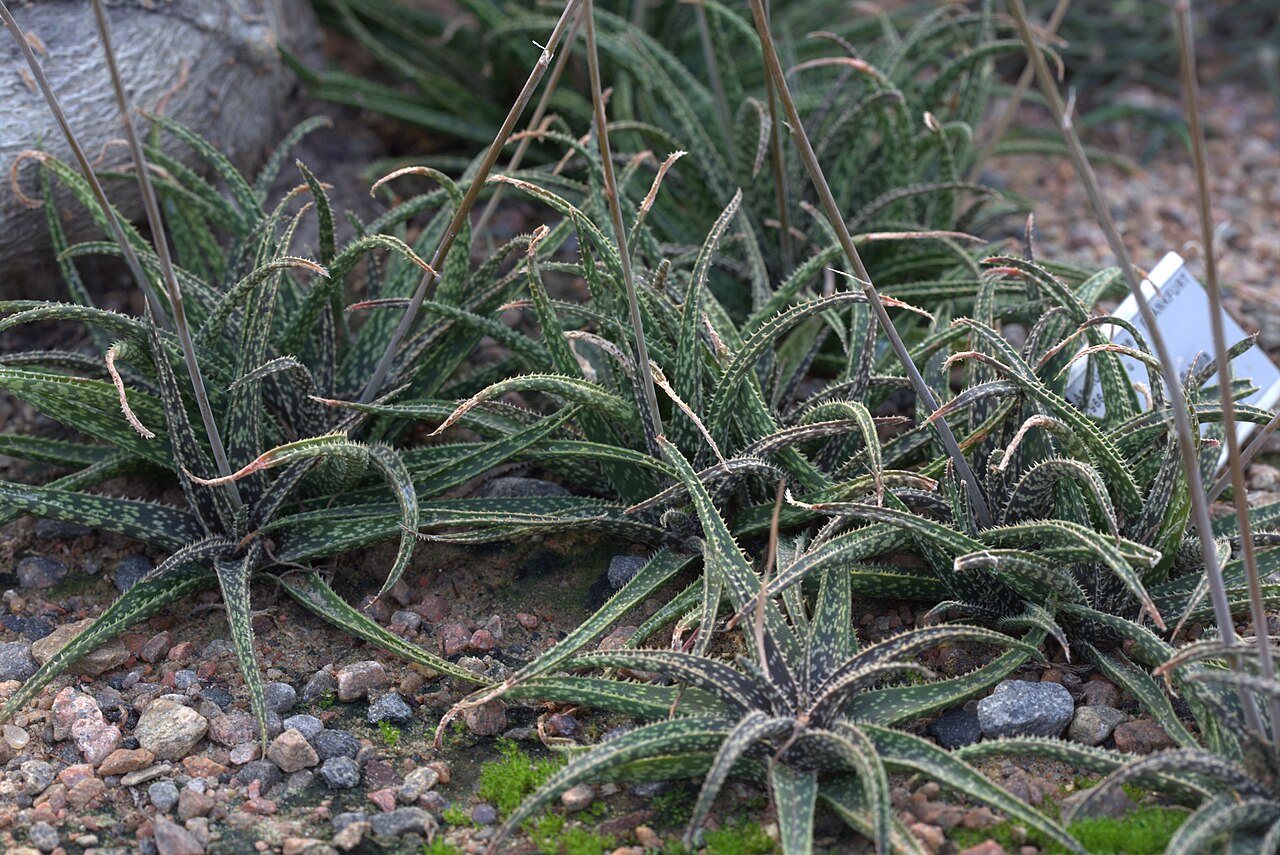 Aloe bellatula: Aloe bellatula in Gothenburg botanical garden. Plant id: 1966-3881 u G -- Frankfurt