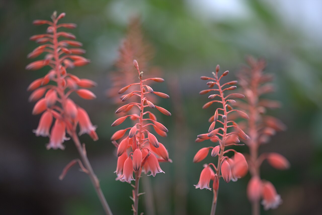 Aloe bellatula: Aloe bellatula in Gothenburg botanical garden. Plant id: 1966-3881 u G -- Frankfurt