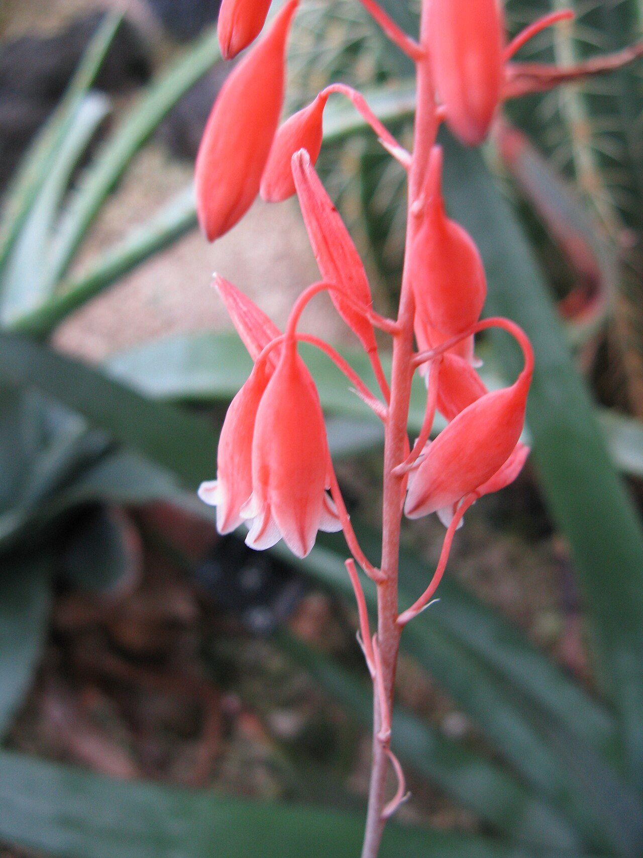 Aloe bellatula: Scientific name Aloe bellatula Place:Osaka Prefectural Flower Garden,Osaka,Japan