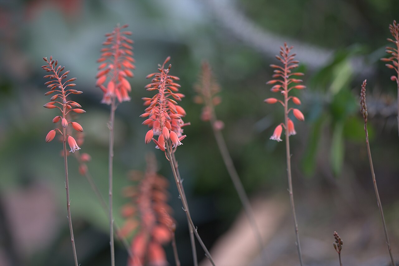 Aloe bellatula: Aloe bellatula in Gothenburg botanical garden. Plant id: 1966-3881 u G -- Frankfurt