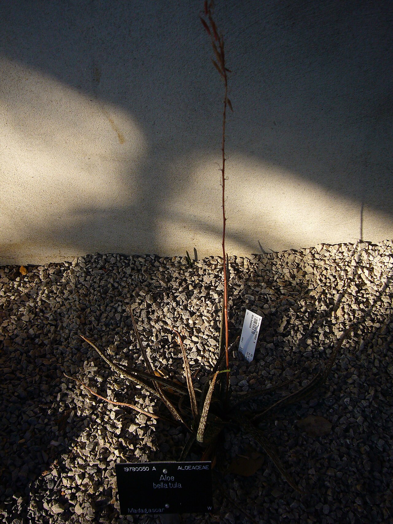 Aloe bellatula: Aloe bellatula