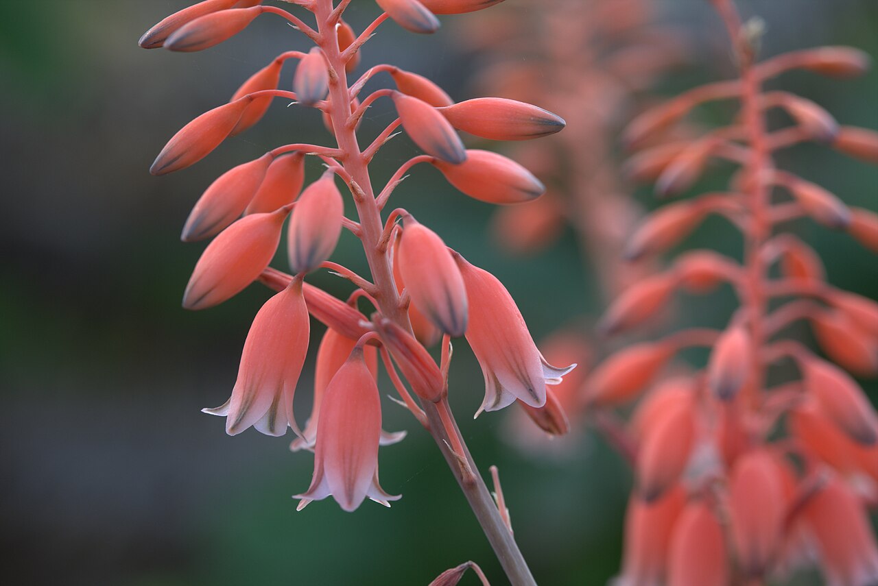 Aloe bellatula: Aloe bellatula in Gothenburg botanical garden. Plant id: 1966-3881 u G -- Frankfurt