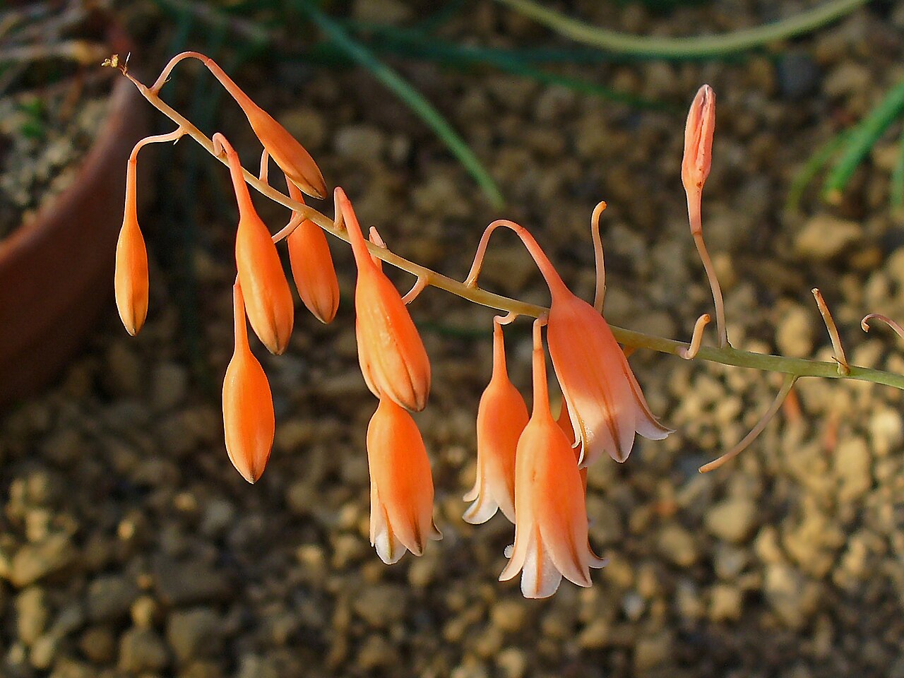 Aloe bellatula: Aloe bellatula , Asphodeliaceae, inflorescence; Botanical Garden KIT, Karlsruhe, Germany.