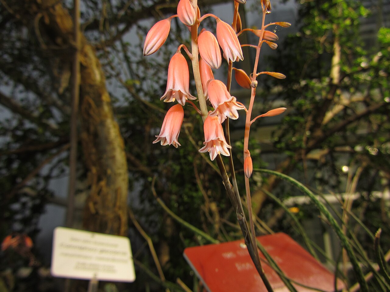 Aloe bellatula: Aloe bellatula in the Glasshouses of Kaisaniemi Botanical Garden in Helsinki, Finland