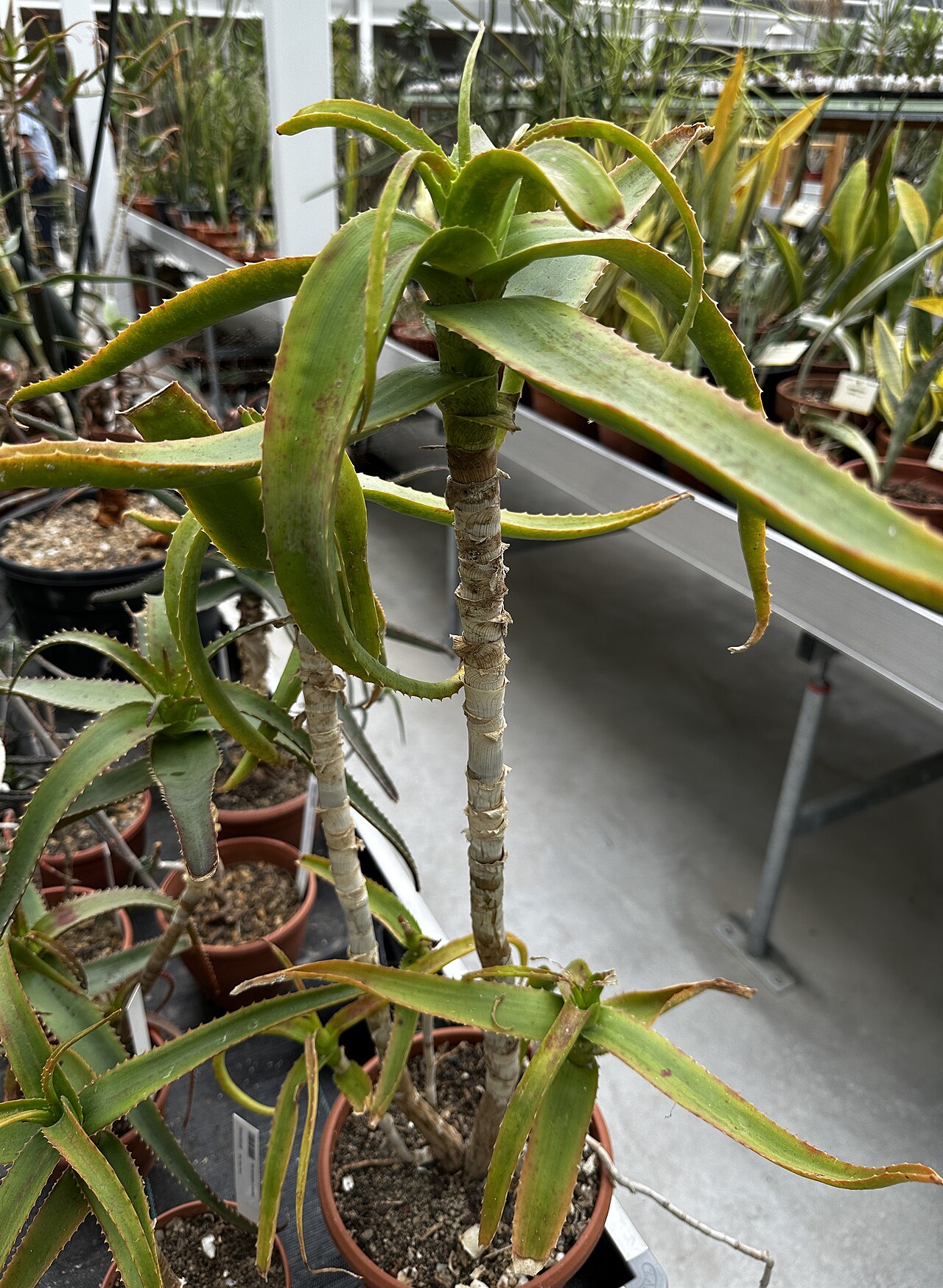 Aloe berevoana: Aloe berevoana im Botanischen Garten Meise, Belgien