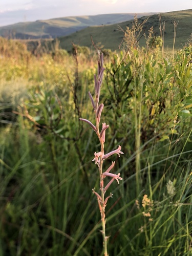 Aloe bergeriana (Aloe bergeriana)
