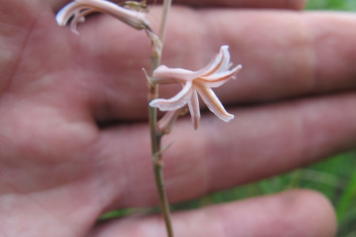 Aloe bergeriana (Aloe bergeriana)
