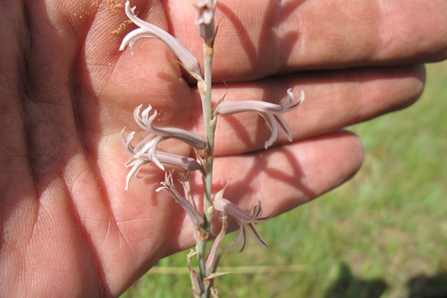 Aloe bergeriana (Aloe bergeriana)