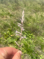 Aloe bergeriana (Aloe bergeriana)
