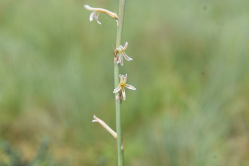 Aloe bergeriana (Aloe bergeriana)