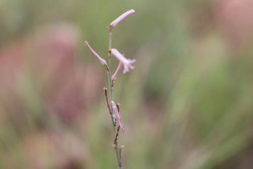 Aloe bergeriana (Aloe bergeriana)