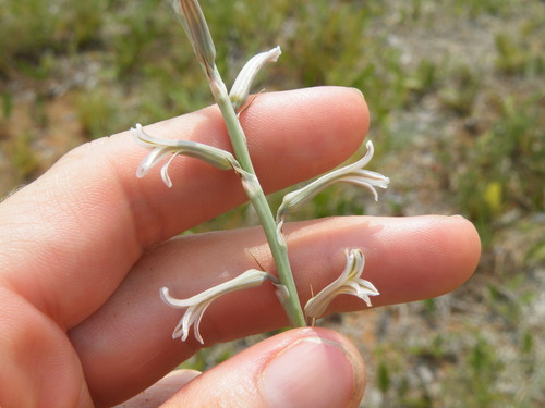 Aloe bergeriana (Aloe bergeriana)