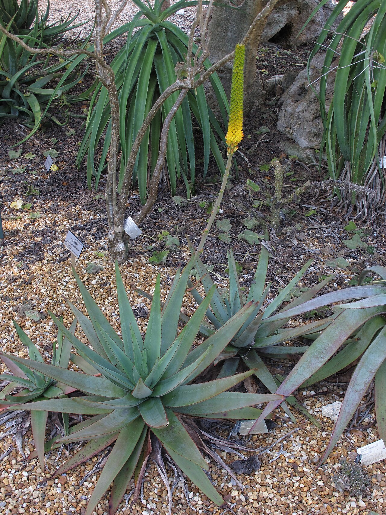 Aloe betsileensis: cultivated, Fairchild Tropical Botanic Garden, Miami, Florida, USA.