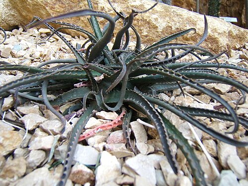 Aloe boiteaui: Aloe boiteaui at the Botanical Garden of Neuchâtel , Switzerland .