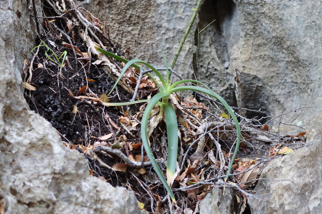 Aloe bosseri (Aloe bosseri)