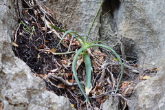 Aloe bosseri (Aloe bosseri)