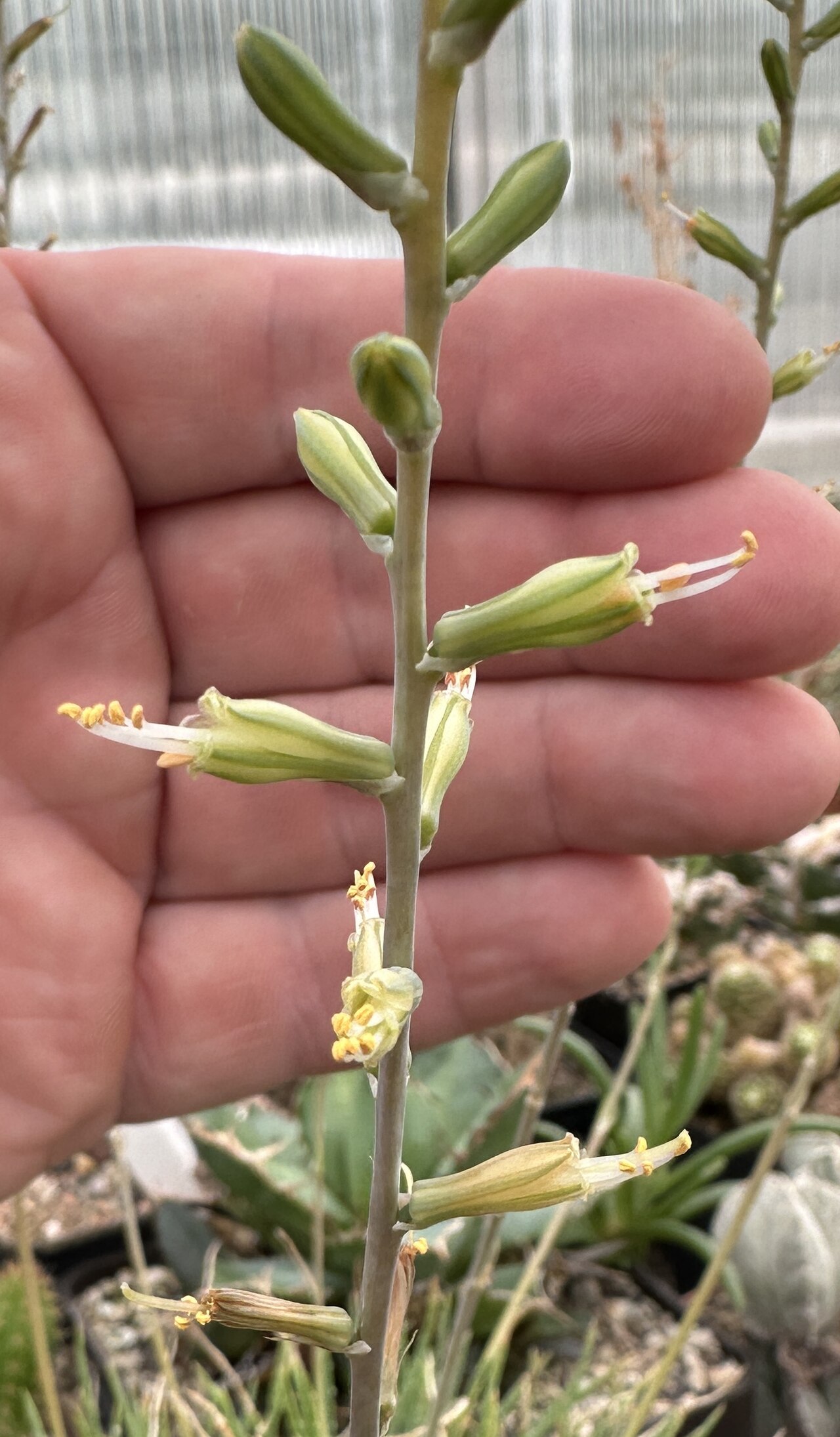 Aloe bowiea: Aloe bowiea , Blütenstand und Einzelblüten