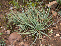 Aloe bowiea (Aloe bowiea)