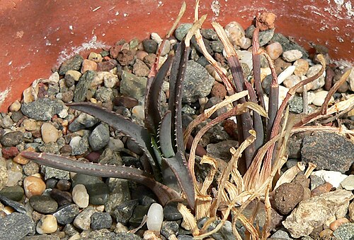 Aloe bowiea: Aloe bowiea at the University of California Botanical Garden , Berkeley, California